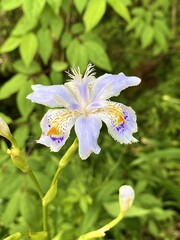山の紫色の花