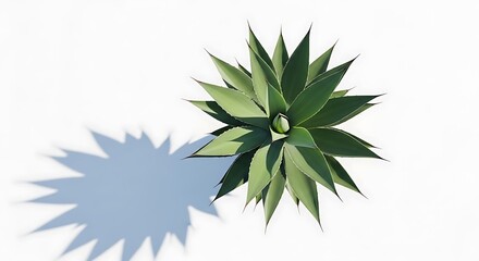 Fototapeta premium Green agave plant with sharp pointed leaves casting a star shaped shadow green leaves succulent