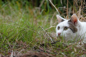 草むらから顔を出す白キジ猫