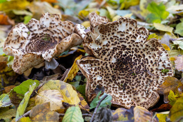Je ein Spitzschuppiger Stachel-Schirmling in der Seiten- und Draufsicht zwischen herbstlich gef&auml;rbtem Laub
