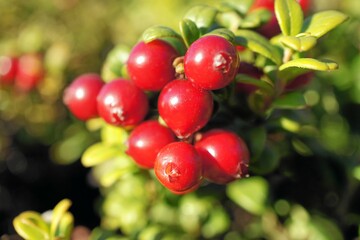 Ripe red lingonberries in the Lapland tundra on a clear autumn day.