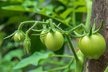A bunch of green tomatoes on a bush. Tomatoes ripen in the garden. Bush with green tomatoes. Lots of tomatoes on the bush.