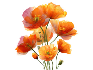 Vibrant orange poppies with delicate petals and yellow stamens pink, Isolated, Png Transparent Background