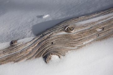 Snow on Weathered Log