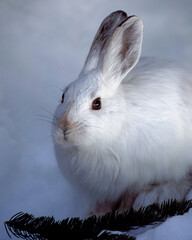 Snowshoe Hare