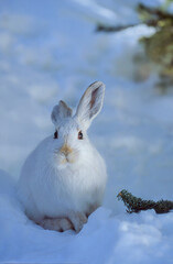 Snowshoe Hare
