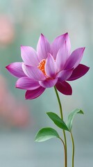Fototapeta premium Macro View Of A Pink Lotus Flower Blooming With Orange Center And Green Leaves With Water Droplets Soft Bokeh Background