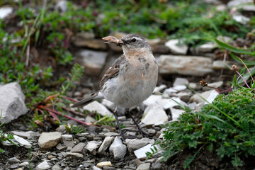 Water pipit // Bergpieper (Anthus spinoletta) 