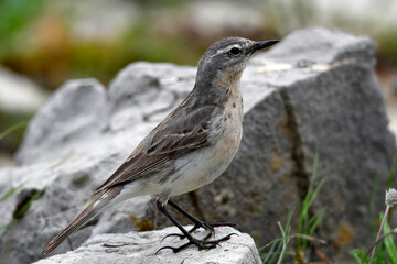 Bergpieper // Water pipit (Anthus spinoletta) 