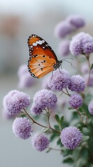 Close up macro shot of an orange and black butterfly perched on small lavender flowers in soft natural lighting