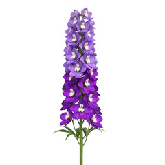Purple Delphinium Flower isolated on a transparent background