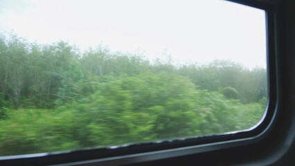 Trees and forest views outside the train window