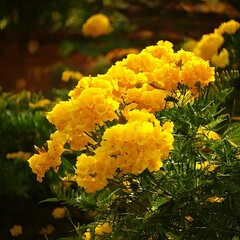 Close-up view of radiant yellow flowers in full bloom with green foliage