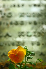 H&oslash;sterk&oslash;b graveyard 2009