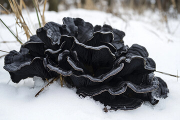 A dark black fungus contrasting against a white snow-covered ground