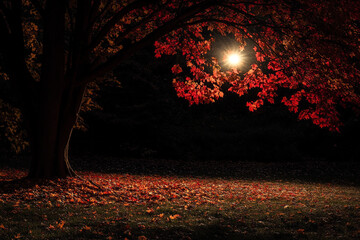 A peaceful autumn night where moonlight filters through red and orange leaves  