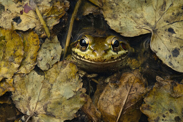 A frog camouflaged among river plants, waiting for prey