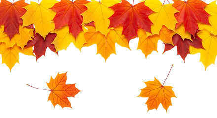 Colorful autumn maple leaves border isolated on transparent background for design