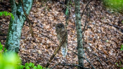High resolution close up color image of a single adult Ural Owl wet from the rain in the wild perching on a tree- Romania