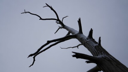 Silhouette of a gnarled dead tree against a cloudy sky