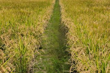 刈取前の稲作風景