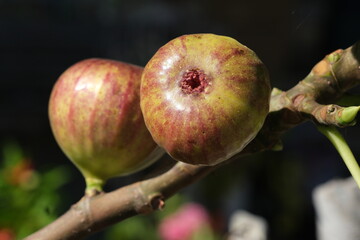 イチジクの実