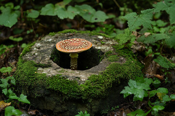 A mushroom ring marking the entrance to a hidden fairy realm