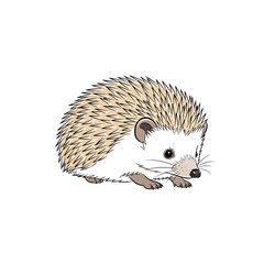 A detailed illustration of a small hedgehog with sharp quills and a cute face.