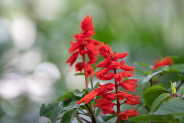 Close up Scarlet Sage Blooms