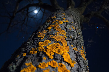 A tree trunk with glowing lichen under the moonlight