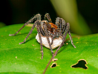 Fototapeta premium Wolf spider guarding her egg sac on green leaf