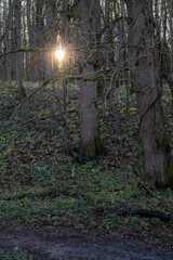 Moss- and lichen-covered trees on green slope with muddy trail and sunset in Dubrovitsky forest, Moscow region