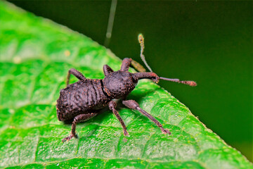 Broad-Nosed Weevil (Entiminae sp.) on Green Leaf in Ecuadorian Rainforest