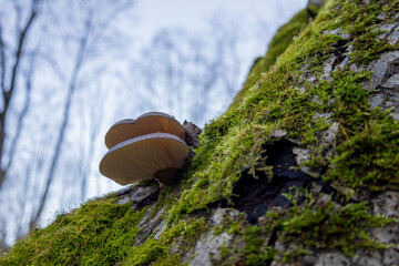 Diagonal moss-covered tree trunk with two mushrooms in Dubrovitsky forest, Moscow region, November