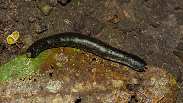 Terrestrial Planarian Flatworm Crawling on Leaf Litter in Ecuadorian Rainforest