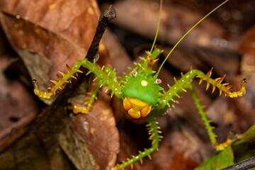 Panacanthus cuspidatus spiny bush katydid displaying bright coloration on forest floor