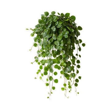 A cascading pilea depressa plant isolated on transparent background, perfect for adding greenery to any space