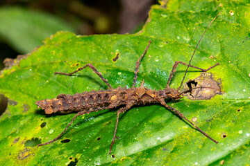 Colorful stick insect displaying long legs and striped body on green leaf