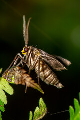 Male moth with feathered antennae resting on leaf in tropical forest