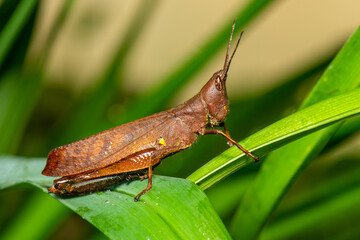 Abracris dilecta brown grasshopper resting on green leaf in tropical habitat