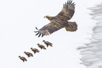 Obraz premium An eagle leading its young eaglets through their first flight over frozen lake