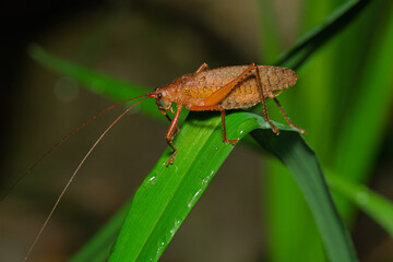 Katydid resting on broad leaf surface in tropical forest habitat. 
