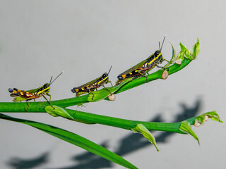 Colorful grasshoppers nymph resting on green leaf in tropical habitat