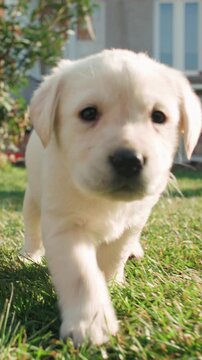 adorable labrador puppy exploring backyard chasing camera vertical slow motion joyful life moment playful energy freedom curiosity innocence love of nature pet friendship harmony family vibe
