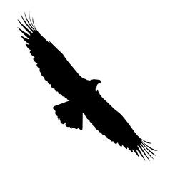 Silhouette of Flying Eagle PNG – Soaring Bird of Prey and Wildlife Illustration