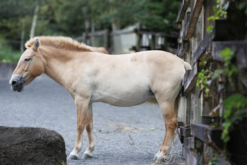 痒いお尻を柵に擦りつけ掻く馬