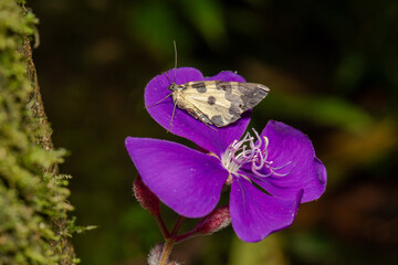 Geometrid moth resting on a purple flower in tropical forest habitat
