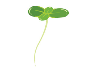 Duckweed Lemna Minor Water Plant 
