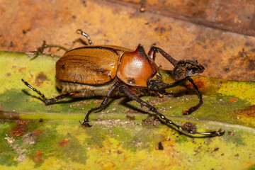 Rhinoceros beetle walking on leaf litter in tropical forest habitat