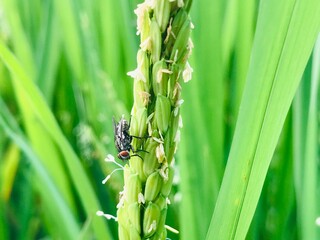 A fly perches on a vibrant green rice stalk, surrounded by lush foliage in the paddy field